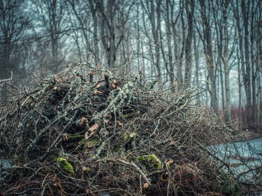 Kışın sık ve yapraksız bir ormana karşı koyan, yosun ve yosunla kaplı büyük bir ağaç ve dal yığını. Sahnenin soğuk ve kasvetli bir atmosferi var..