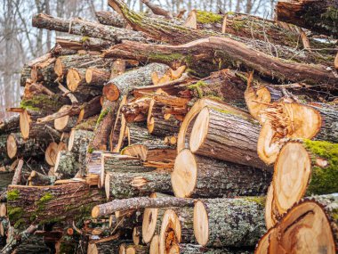 Ormanda büyük bir taze kesilmiş ağaç yığını var. Ağaçlar yosun ve yosun parçalarıyla kaplı görünür ağaç halkaları ve kabuk dokularıyla doğal bir orman manzarası yaratıyor..