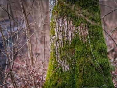 Çıplak dallarla çevrili, kısmen parlak yeşil yosunlarla kaplı bir ağaç gövdesinin yakın çekimi. Kabuğun kaba dokusu yumuşak yosunlarla çelişiyor ve doğal bir orman manzarası yaratıyor..