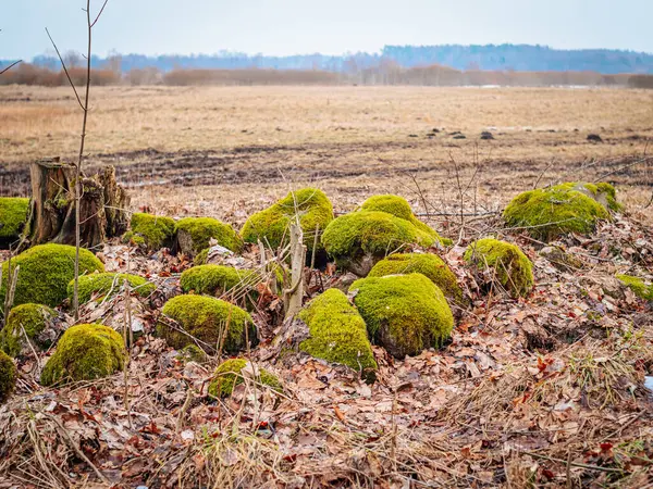 Çürük yapraklar ve dallarla çevrili yemyeşil yosunlarla kaplı bir taşın detaylı bir yakın çekimi. Yosun tabakasının yumuşak dokusu taşın pürüzlü yüzeyi ile zıt düşerek doğal bir toprak oluşturur.