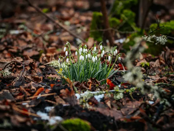 Orman zemininden dökülen yapraklar ve yosun parçalarıyla çevrili beyaz kar damlalarından oluşan bir küme. Baharın erken bir işareti, bu çiçekler toprakla çok güzel tezat oluşturuyor. 