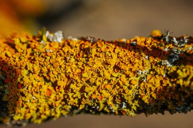 Bir ağaç dalında yetişen sarı-turuncu yosunların yakın çekim makrosu dairesel yapıları ve doğal güneş ışığındaki pürüzlü dokuları gösteriyor..