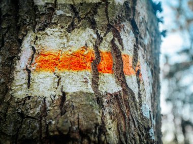 Kaba ağaç kabuğuna çizilmiş turuncu ve beyaz bir iz var. Dokulu yüzey parlak renklerle çelişiyor. Yürüyüşçülere ormanda rehberlik ediyor..