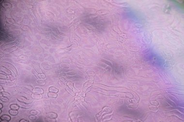 Pembe, mor ve mavinin ince pastel tonlarıyla yanardöner bir yüzeyin yakın çekimi. Organik girdap şekilleri soyut ve ruhani bir görsel etki yaratır..