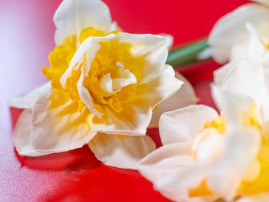 Turuncu merkezli beyaz nergis çiçeğinin yakın çekimi ve yaprakların üzerindeki çiğ damlaları çarpıcı bir kontrastlık için parlak kırmızı arkaplan üzerine kurulur..