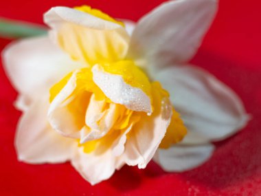 Turuncu merkezli beyaz nergis çiçeğinin yakın çekimi ve yaprakların üzerindeki çiğ damlaları çarpıcı bir kontrastlık için parlak kırmızı arkaplan üzerine kurulur..