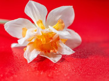 Turuncu merkezli beyaz nergis çiçeğinin yakın çekimi ve yaprakların üzerindeki çiğ damlaları çarpıcı bir kontrastlık için parlak kırmızı arkaplan üzerine kurulur..