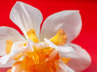 Turuncu merkezli beyaz nergis çiçeğinin yakın çekimi ve yaprakların üzerindeki çiğ damlaları çarpıcı bir kontrastlık için parlak kırmızı arkaplan üzerine kurulur..