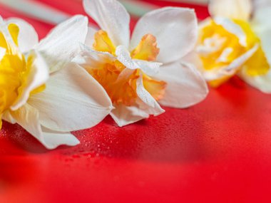 Turuncu merkezli beyaz nergis çiçeğinin yakın çekimi ve yaprakların üzerindeki çiğ damlaları çarpıcı bir kontrastlık için parlak kırmızı arkaplan üzerine kurulur..