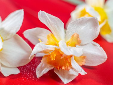 Turuncu merkezli beyaz nergis çiçeğinin yakın çekimi ve yaprakların üzerindeki çiğ damlaları çarpıcı bir kontrastlık için parlak kırmızı arkaplan üzerine kurulur..