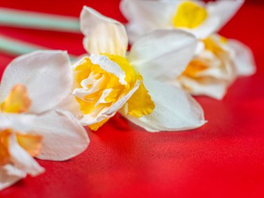 Turuncu merkezli beyaz nergis çiçeğinin yakın çekimi ve yaprakların üzerindeki çiğ damlaları çarpıcı bir kontrastlık için parlak kırmızı arkaplan üzerine kurulur..