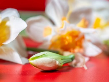 Turuncu merkezli beyaz nergis çiçeğinin yakın çekimi ve yaprakların üzerindeki çiğ damlaları çarpıcı bir kontrastlık için parlak kırmızı arkaplan üzerine kurulur..