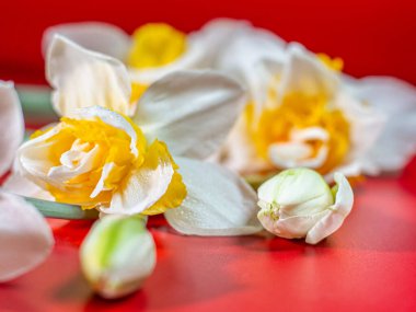 Turuncu merkezli beyaz nergis çiçeğinin yakın çekimi ve yaprakların üzerindeki çiğ damlaları çarpıcı bir kontrastlık için parlak kırmızı arkaplan üzerine kurulur..