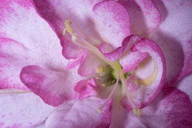  Karmaşık dokuları ve çiçek yapraklarının canlı pembe ve beyaz tonlarını gösteren, yumuşak ışıklandırma ve ince detaylarla yakın plan makro görüntü..