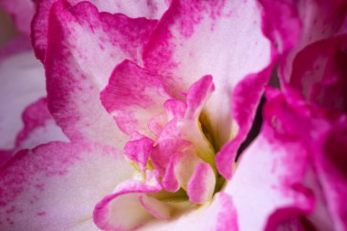  Karmaşık dokuları ve çiçek yapraklarının canlı pembe ve beyaz tonlarını gösteren, yumuşak ışıklandırma ve ince detaylarla yakın plan makro görüntü..