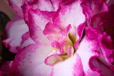  Karmaşık dokuları ve çiçek yapraklarının canlı pembe ve beyaz tonlarını gösteren, yumuşak ışıklandırma ve ince detaylarla yakın plan makro görüntü..