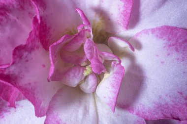  Karmaşık dokuları ve çiçek yapraklarının canlı pembe ve beyaz tonlarını gösteren, yumuşak ışıklandırma ve ince detaylarla yakın plan makro görüntü..