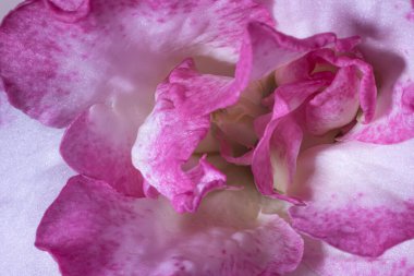  Karmaşık dokuları ve çiçek yapraklarının canlı pembe ve beyaz tonlarını gösteren, yumuşak ışıklandırma ve ince detaylarla yakın plan makro görüntü..