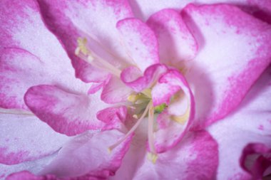  Karmaşık dokuları ve çiçek yapraklarının canlı pembe ve beyaz tonlarını gösteren, yumuşak ışıklandırma ve ince detaylarla yakın plan makro görüntü..