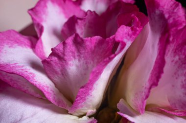  Pembe ve beyaz gül yapraklarının detaylı makro görüntüsü kadife dokularını, renk eğimlerini ve doğal kıvrımlarını vurguluyor. Yumuşak gölgeler derinliği ve boyutu arttırır.