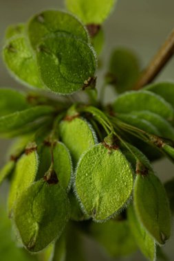 İnce beyaz tüylerle kaplı oval şekilli yeşil tohum kabuklarının yakın plan görüntüsü. Tarafsız bir arkaplana karşı karmaşık doğal dokuyu ve organik detayları tasvir ediyor..