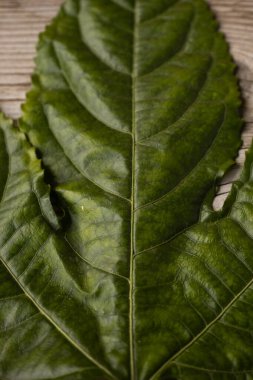 Zengin damar desenleri ve doğal yırtılma ile büyük, parlak yeşil bir yaprağın detaylı bir yakın çekimi, ahşap bir yüzeye yerleştirilmiş, dokusunu renklendiriyor..