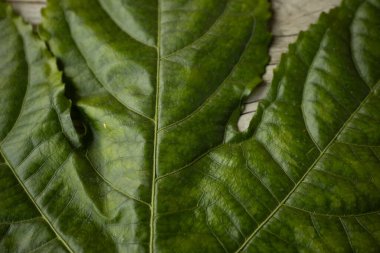 Zengin damar desenleri ve doğal yırtılma ile büyük, parlak yeşil bir yaprağın detaylı bir yakın çekimi, ahşap bir yüzeye yerleştirilmiş, dokusunu renklendiriyor..