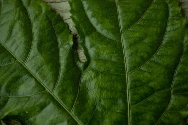 Zengin damar desenleri ve doğal yırtılma ile büyük, parlak yeşil bir yaprağın detaylı bir yakın çekimi, ahşap bir yüzeye yerleştirilmiş, dokusunu renklendiriyor..