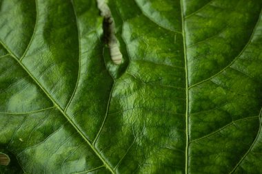 Zengin damar desenleri ve doğal yırtılma ile büyük, parlak yeşil bir yaprağın detaylı bir yakın çekimi, ahşap bir yüzeye yerleştirilmiş, dokusunu renklendiriyor..