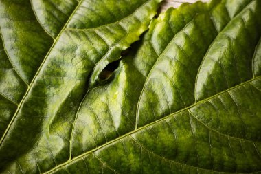 Zengin damar desenleri ve doğal yırtılma ile büyük, parlak yeşil bir yaprağın detaylı bir yakın çekimi, ahşap bir yüzeye yerleştirilmiş, dokusunu renklendiriyor..