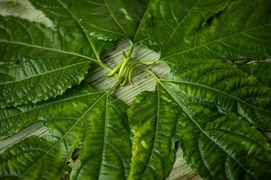 Geniş, parlak yeşil yaprakların yakın plan çekimi. Köy ahşap yüzeyine uzanan derin damarları doğal dokusunu ve yapısını gözler önüne seriyor..