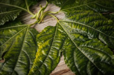 Geniş, parlak yeşil yaprakların yakın plan çekimi. Köy ahşap yüzeyine uzanan derin damarları doğal dokusunu ve yapısını gözler önüne seriyor..