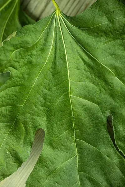 Yıpranmış ahşap bir yüzeye yerleştirilmiş belirgin lobları ve damarları olan dokulu incir yapraklarının yakın çekimi doğal mat bitiş ve yapılarını vurguluyor..