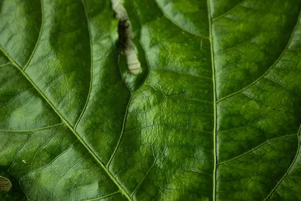 Zengin damar desenleri ve doğal yırtılma ile büyük, parlak yeşil bir yaprağın detaylı bir yakın çekimi, ahşap bir yüzeye yerleştirilmiş, dokusunu renklendiriyor..