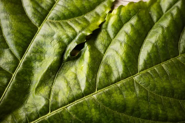 Zengin damar desenleri ve doğal yırtılma ile büyük, parlak yeşil bir yaprağın detaylı bir yakın çekimi, ahşap bir yüzeye yerleştirilmiş, dokusunu renklendiriyor..