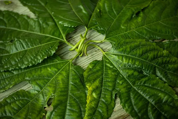 Geniş, parlak yeşil yaprakların yakın plan çekimi. Köy ahşap yüzeyine uzanan derin damarları doğal dokusunu ve yapısını gözler önüne seriyor..