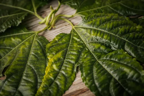 Geniş, parlak yeşil yaprakların yakın plan çekimi. Köy ahşap yüzeyine uzanan derin damarları doğal dokusunu ve yapısını gözler önüne seriyor..