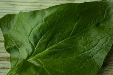 Parlak yeşil ıspanak yaprağının görülebilir dokusu ve küçük su damlacıkları kırsal ahşap bir yüzeye yerleştirilmiş yakın çekim görüntüsü. Sağlık ve yemek için mükemmel..