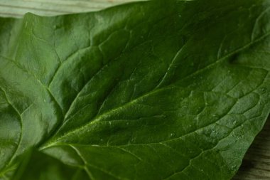 Parlak yeşil ıspanak yaprağının görülebilir dokusu ve küçük su damlacıkları kırsal ahşap bir yüzeye yerleştirilmiş yakın çekim görüntüsü. Sağlık ve yemek için mükemmel..