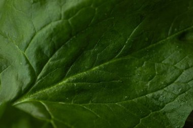 Parlak yeşil ıspanak yaprağının görülebilir dokusu ve küçük su damlacıkları kırsal ahşap bir yüzeye yerleştirilmiş yakın çekim görüntüsü. Sağlık ve yemek için mükemmel..