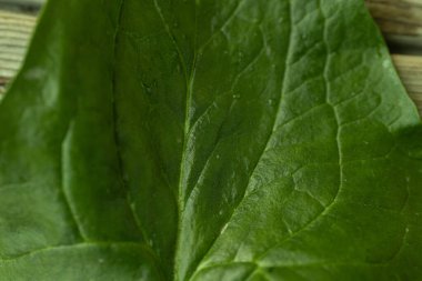 Parlak yeşil ıspanak yaprağının görülebilir dokusu ve küçük su damlacıkları kırsal ahşap bir yüzeye yerleştirilmiş yakın çekim görüntüsü. Sağlık ve yemek için mükemmel..