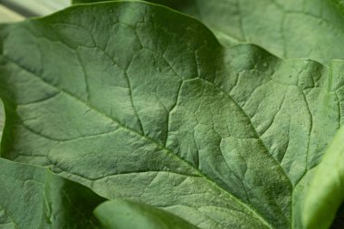 Parlak yeşil ıspanak yaprağının görülebilir dokusu ve küçük su damlacıkları kırsal ahşap bir yüzeye yerleştirilmiş yakın çekim görüntüsü. Sağlık ve yemek için mükemmel..