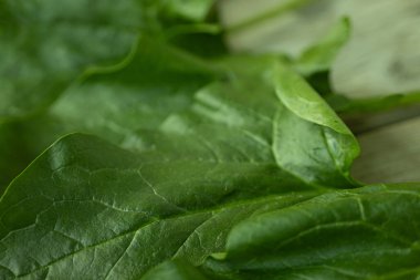 Parlak yeşil ıspanak yaprağının görülebilir dokusu ve küçük su damlacıkları kırsal ahşap bir yüzeye yerleştirilmiş yakın çekim görüntüsü. Sağlık ve yemek için mükemmel..