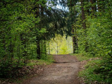 Yoğun, yeşil bir ormanda rüzgarlar esiyor, uzaktaki parlak, güneşli bir açıklığa açılıyor, uzun ağaçlar tarafından çerçevelenmiş..