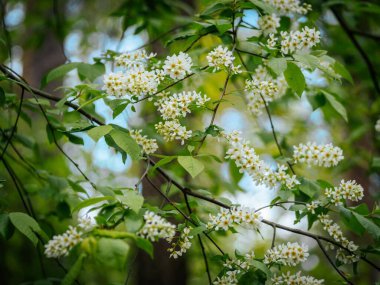 Havva kiraz ağacının dallarına yakın plan, küçük beyaz çiçekler ve parlak yeşil yapraklar ile süslenmiş, yumuşak bulanık doğal arka plan.