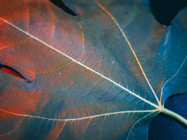 Zengin mavi tonları ve ince kırmızı-turuncu damarları olan bir yaprağın detaylı makro görüntüsü kopya alanı ile dengesiz, yüksek kontrastlı doğal dokuyu oluşturur..