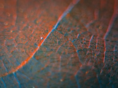 Zengin mavi tonları ve ince kırmızı-turuncu damarları olan bir yaprağın detaylı makro görüntüsü kopya alanı ile dengesiz, yüksek kontrastlı doğal dokuyu oluşturur..