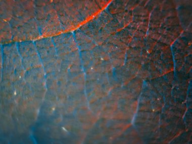 Zengin mavi tonları ve ince kırmızı-turuncu damarları olan bir yaprağın detaylı makro görüntüsü kopya alanı ile dengesiz, yüksek kontrastlı doğal dokuyu oluşturur..