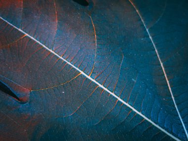 Kırmızı ve mavi renkli damlacıklarla kaplı bir yaprağın makro fotoğrafçılığı, rüya gibi, yumuşak bir odak noktasındaki damarları ve dokuyu vurguluyor..