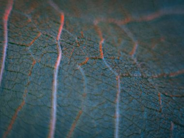 Kırmızı ve mavi renkli damlacıklarla kaplı bir yaprağın makro fotoğrafçılığı, rüya gibi, yumuşak bir odak noktasındaki damarları ve dokuyu vurguluyor..